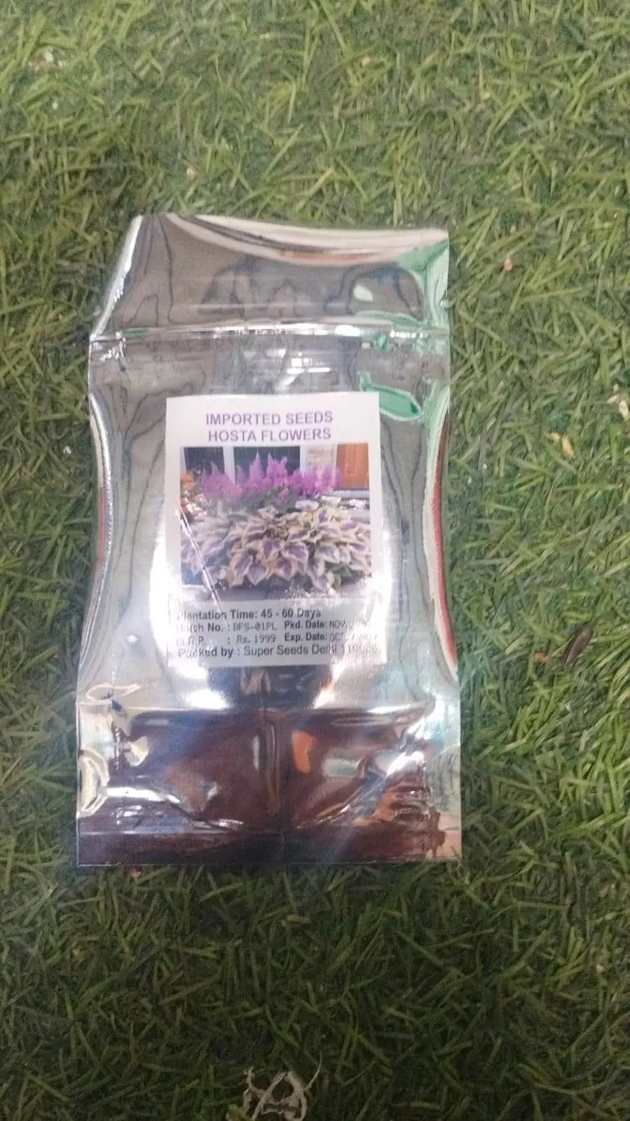 Rare Multicolor Hosta Seed