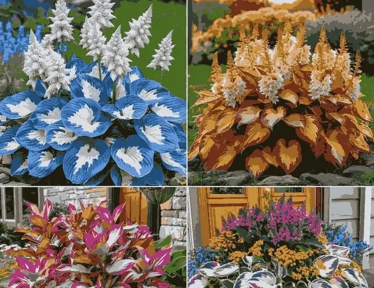 Rare Multicolor Hosta Seed