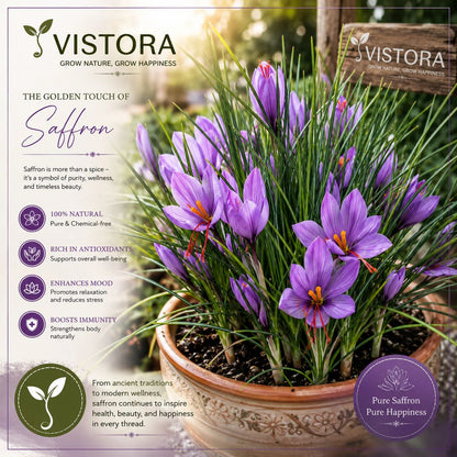 🌸 Saffron Bulbs – Gold in the Flower Seeds (BUY 1 GET 1 FREE)