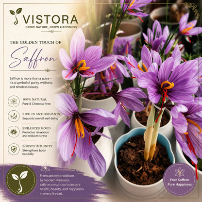 🌸 Saffron Bulbs – Gold in the Flower Seeds (BUY 1 GET 1 FREE)