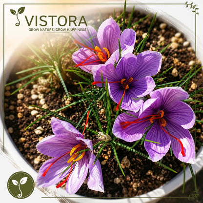 🌸 Saffron Bulbs – Gold in the Flower Seeds (BUY 1 GET 1 FREE)